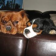 Cavalier king charles spaniel Maggie