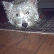 West highland white terrier Pingo 