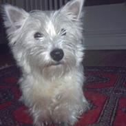 West highland white terrier Pingo 