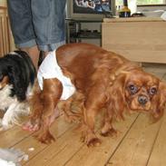 Cavalier king charles spaniel Maggie