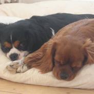 Cavalier king charles spaniel Maggie