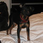 Dvaergpinscher Rødkildes Scirocco