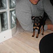 Dvaergpinscher Rødkildes Scirocco