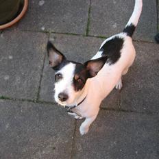 Jack russell terrier Bina