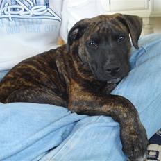 Blanding af racer Taco