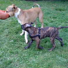 Blanding af racer Taco