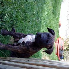 Blanding af racer Taco