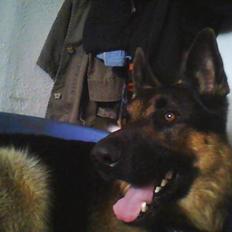 Schæferhund Kato