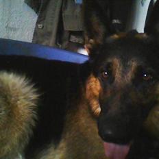 Schæferhund Kato