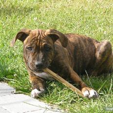 Blanding af racer Chili * Himmelhund*