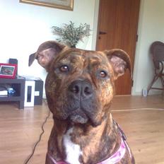 Blanding af racer Chili * Himmelhund*