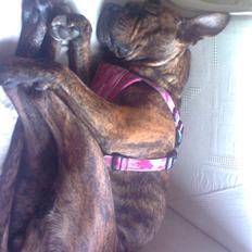 Blanding af racer Chili * Himmelhund*