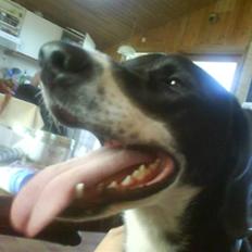 Blanding af racer Moxie