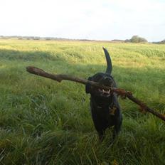 Blanding af racer Tazz