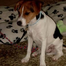 Dansk svensk gaardhund Anton