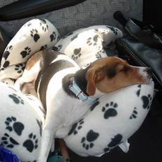 Dansk svensk gaardhund Anton