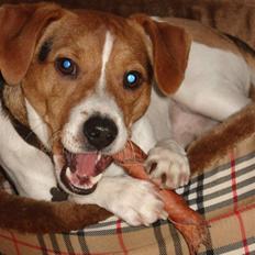 Dansk svensk gaardhund Anton