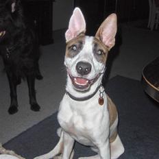 Blanding af racer græsk lea R.I.P 30.12.09 