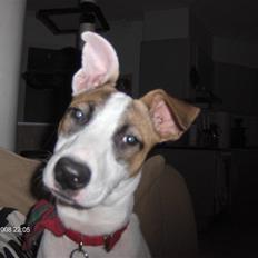 Blanding af racer græsk lea R.I.P 30.12.09 