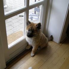 Eurasier Atikka