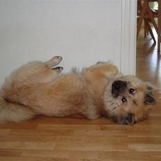 Eurasier Atikka