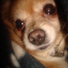 Blanding af racer thai