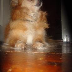 Blanding af racer thai