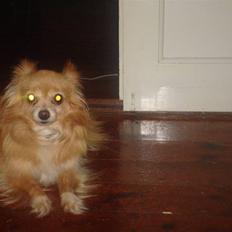 Blanding af racer thai