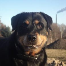 Rottweiler Brotus R.I.P 8-maj-2013