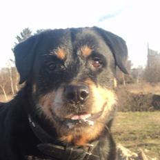 Rottweiler Brotus R.I.P 8-maj-2013