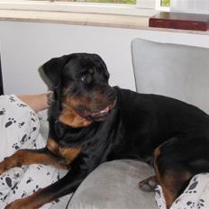 Rottweiler Tayson
