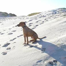 Rhodesian ridgeback Ozzy