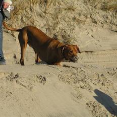Rhodesian ridgeback Ozzy