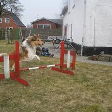 Collie langhåret Lassies American Fellow (Himmelhund)