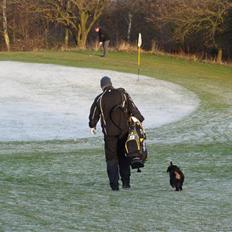 Berner sennenhund Taiger H