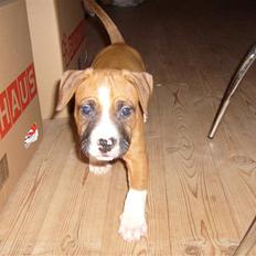 Amerikansk staffordshire terrier Tyson