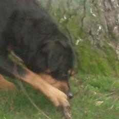 Rottweiler Tøsen aflivet 19-4-2010