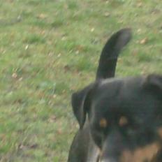 Rottweiler Tøsen aflivet 19-4-2010