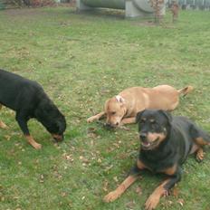 Rottweiler Brotus R.I.P 8-maj-2013