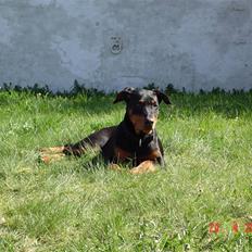 Blanding af racer Sia *R.I.P*