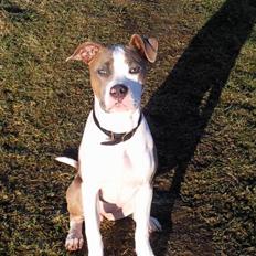 Amerikansk bulldog Olga