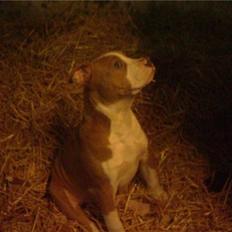 Amerikansk bulldog Olga