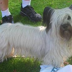 Skye terrier Darling