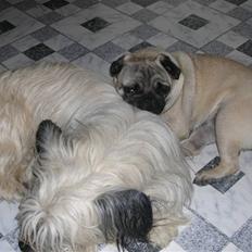 Skye terrier Darling