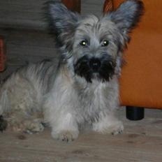 Skye terrier Darling