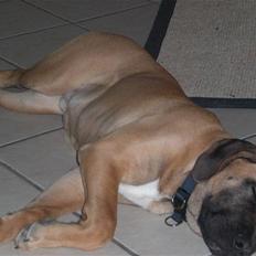 Boerboel Anton