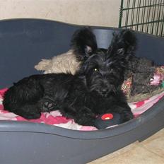 Skye terrier Divia