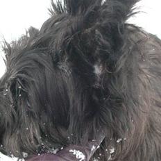 Skye terrier Divia