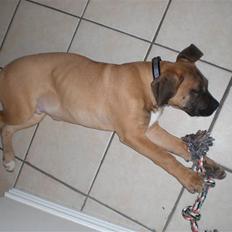 Boerboel Anton