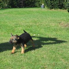 Border terrier kalikama moonfleet 